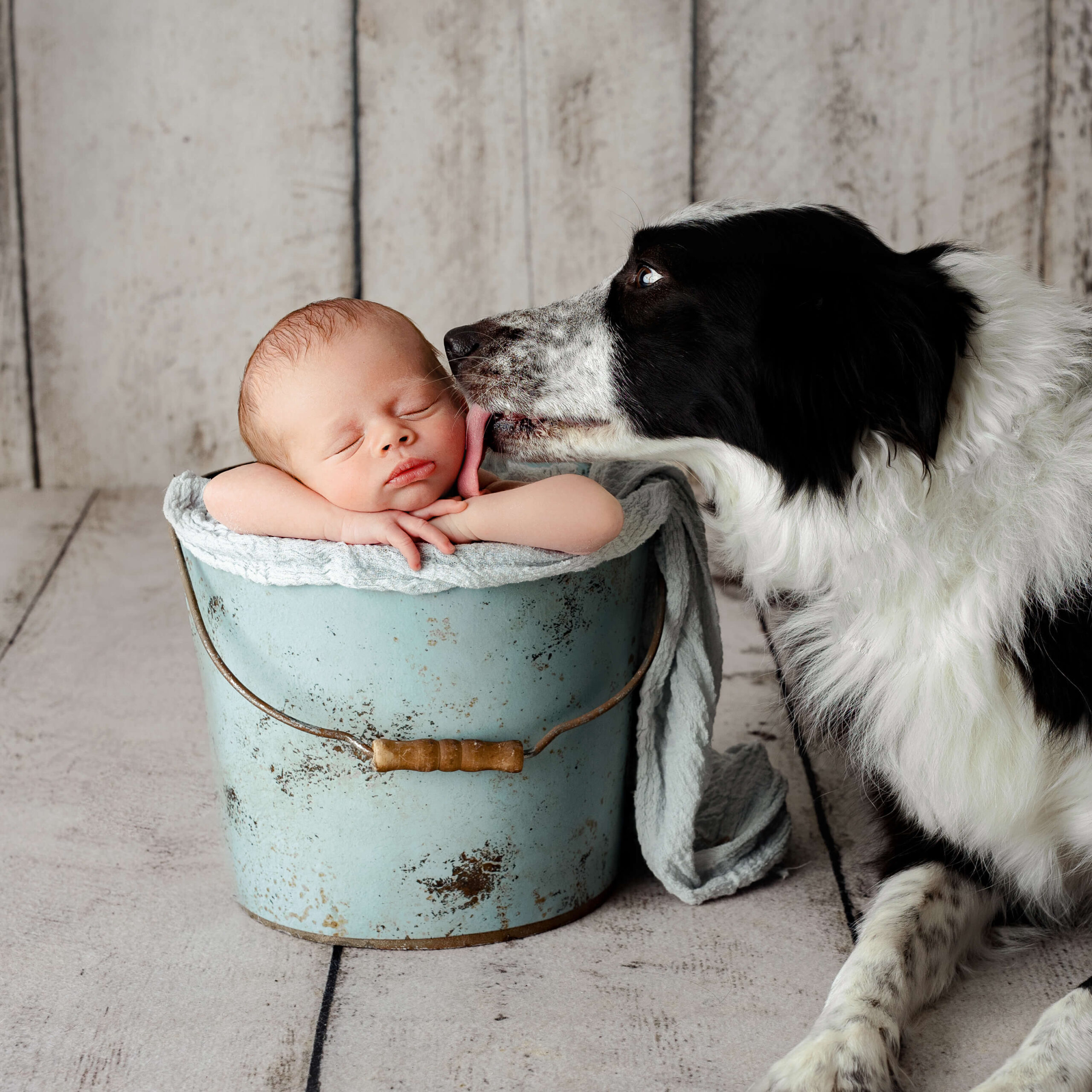 newbon baby boy in a bucket with his pet dog licking his face at a newborn photo shoot